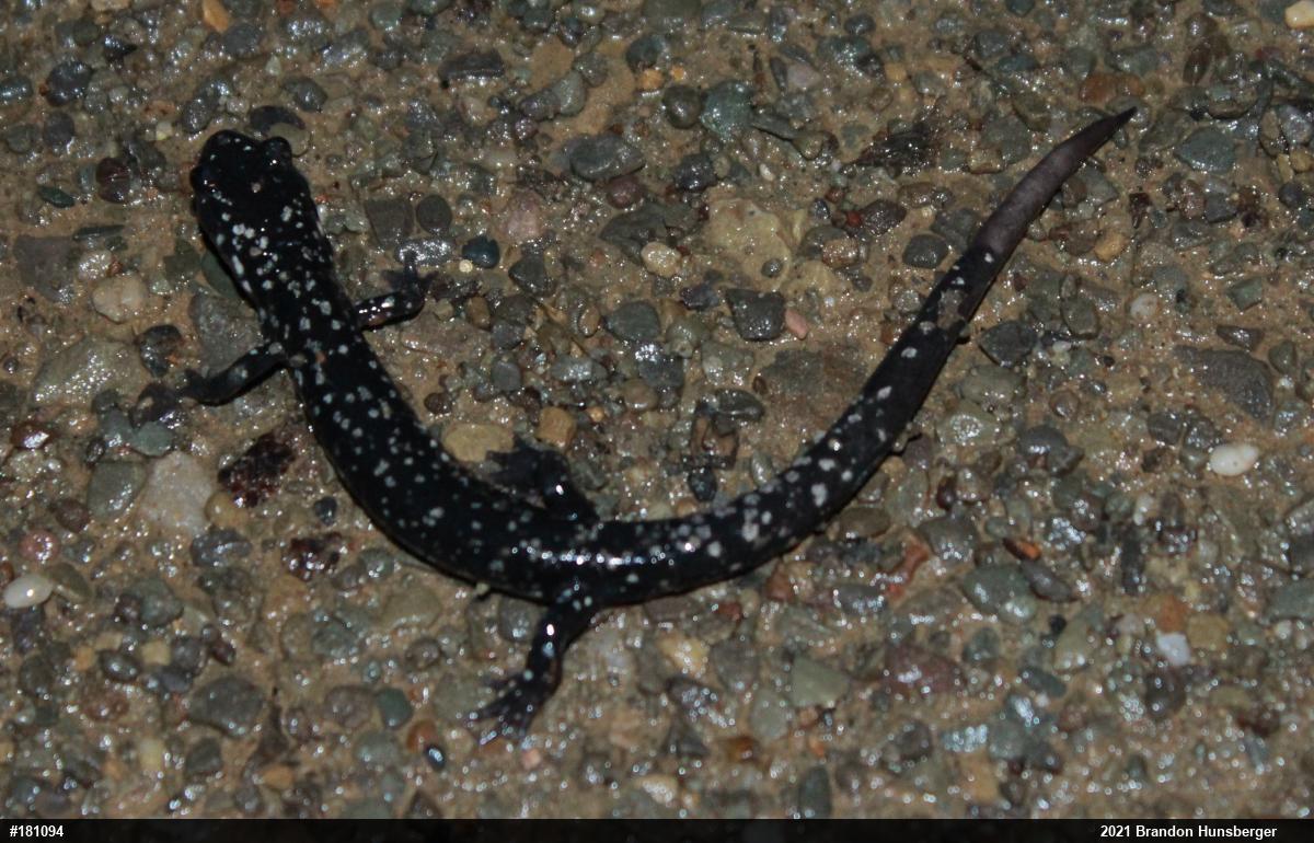 Northern Slimy Salamander