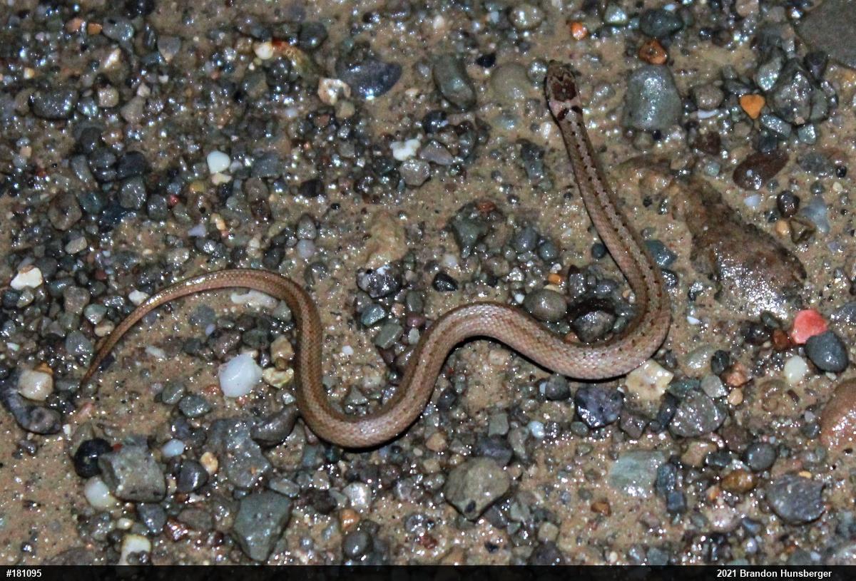 Dekay's Brownsnake