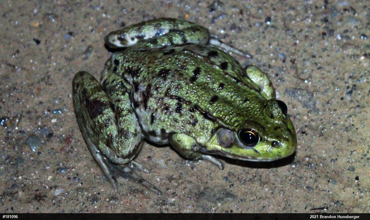Green Frog