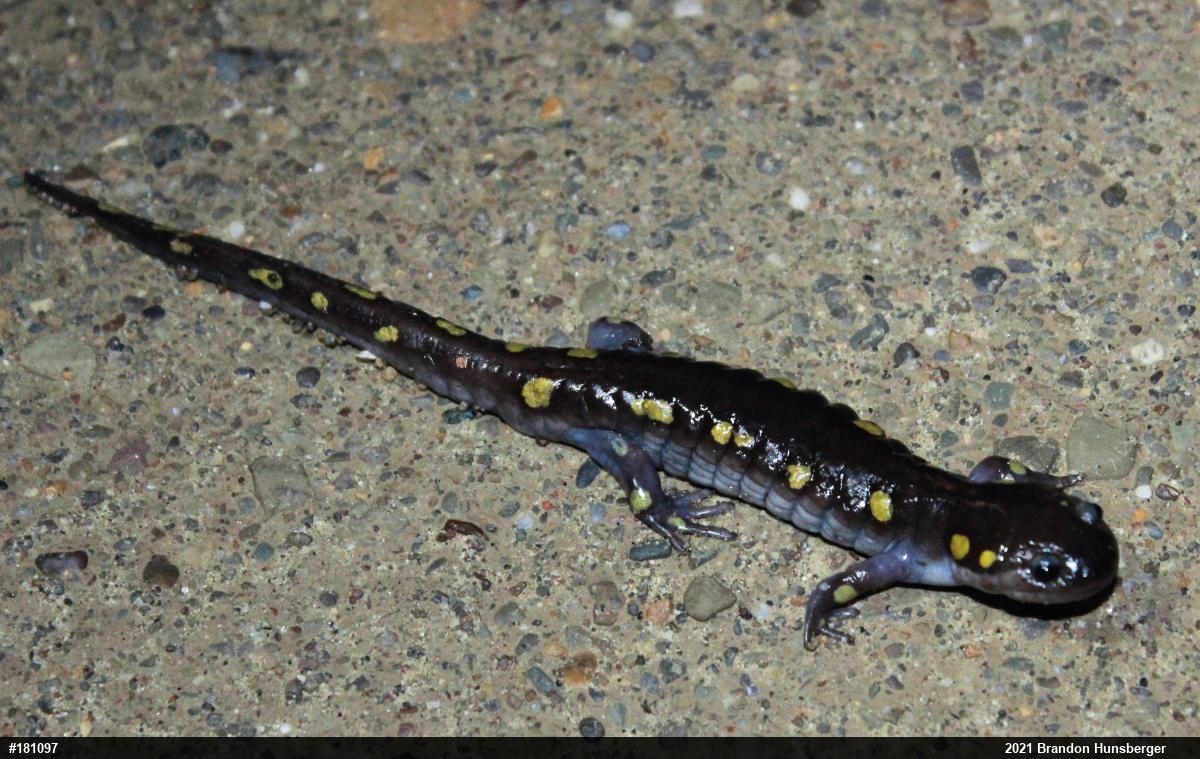 Spotted Salamander