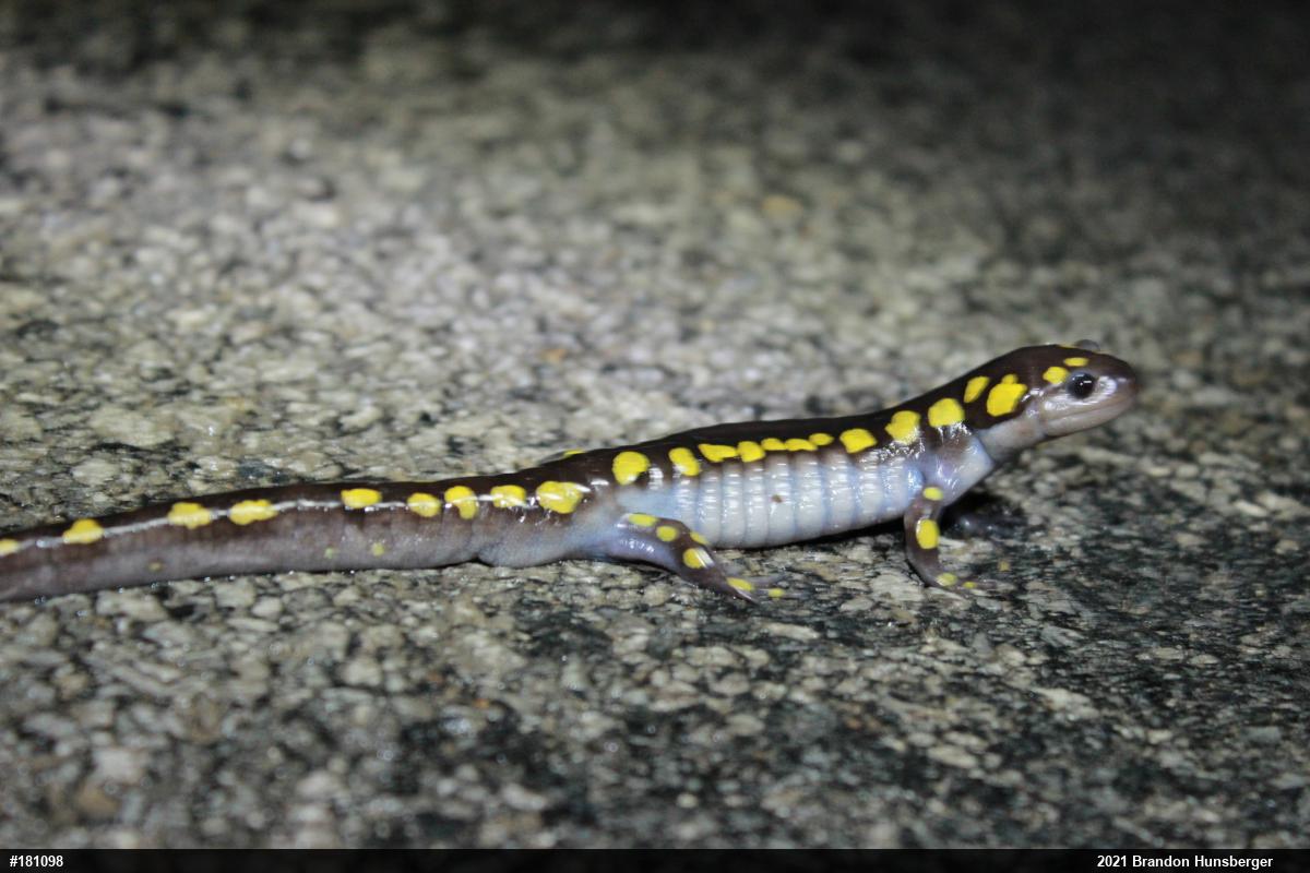 Spotted Salamander