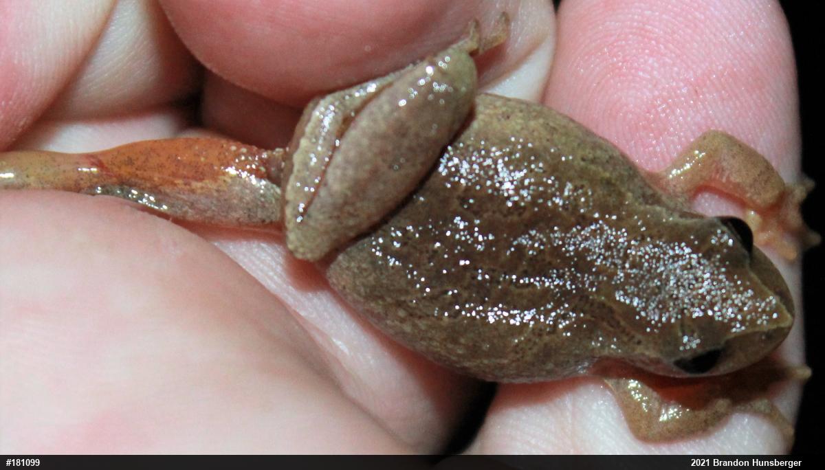 Spring Peeper