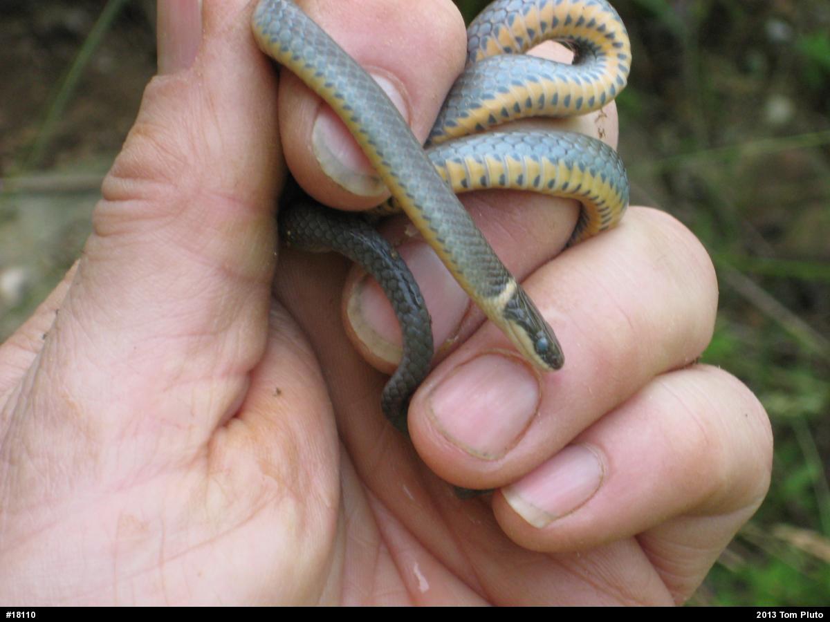 Northern Ring-necked Snake