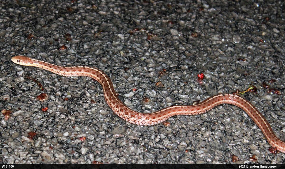Eastern Gartersnake