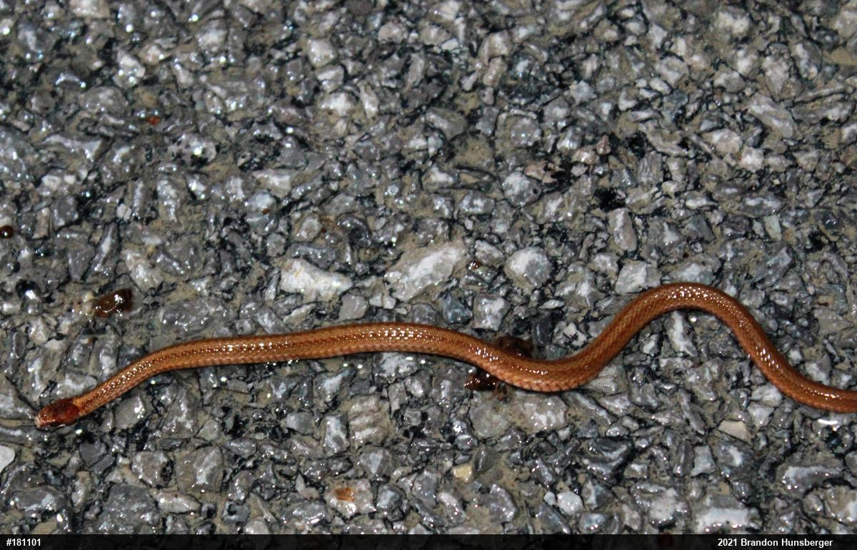 Red-bellied Snake
