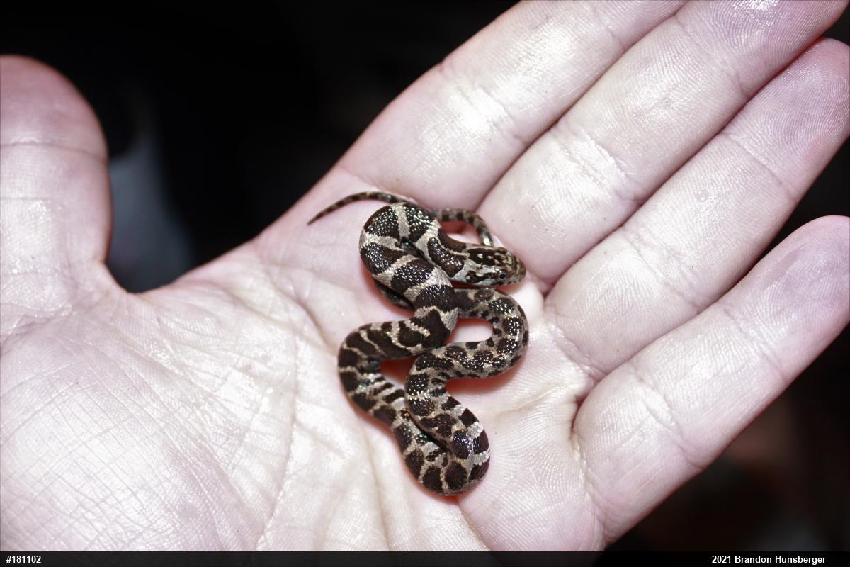 Northern Watersnake