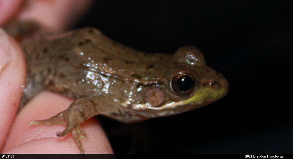 Green Frog