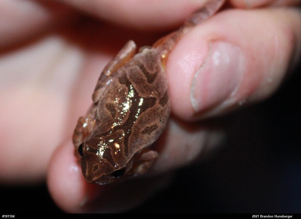 Spring Peeper