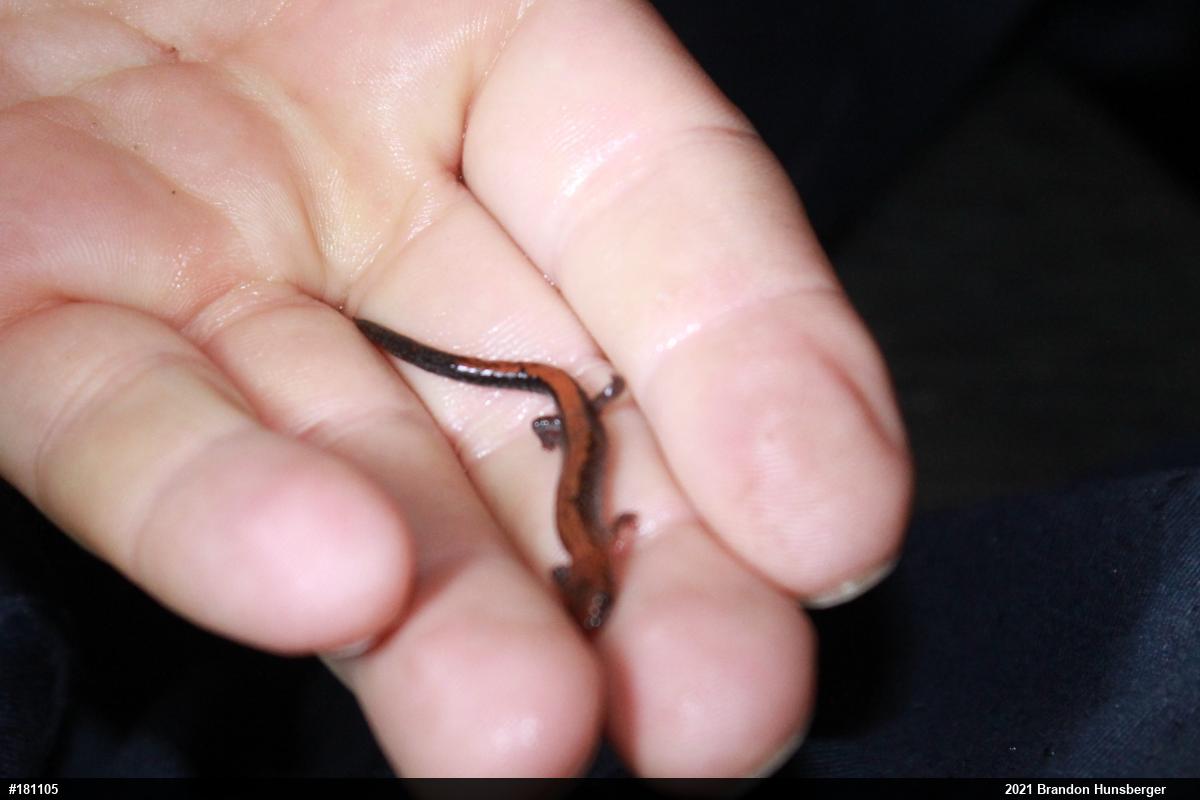 Eastern Red-backed  Salamander