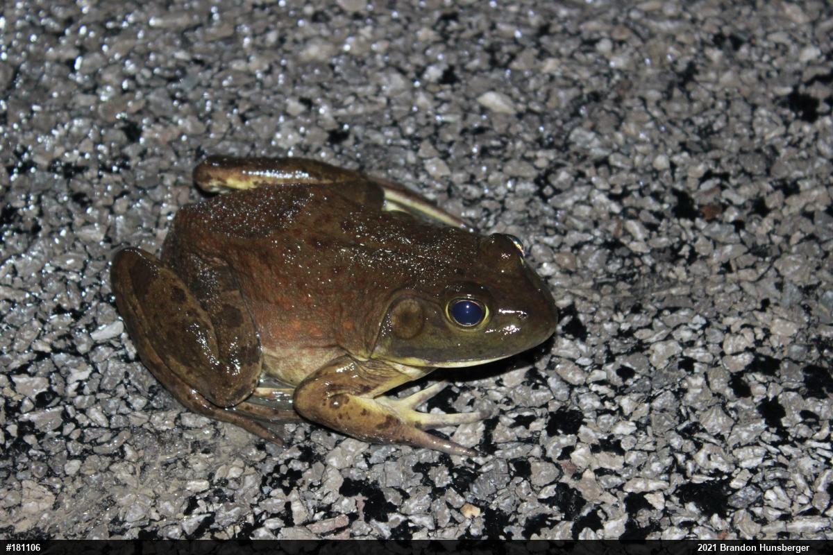 American Bullfrog