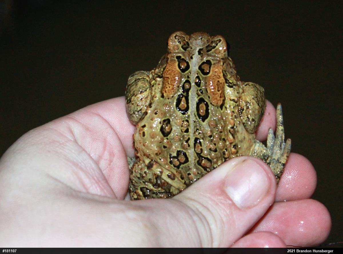 Eastern American Toad