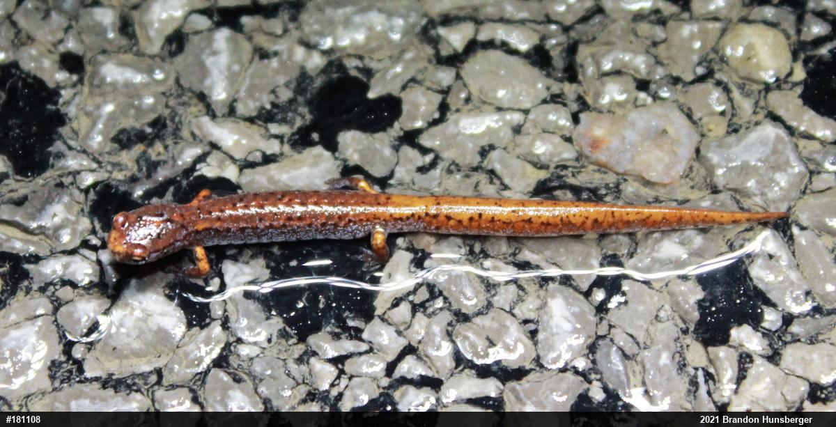Four-toed Salamander