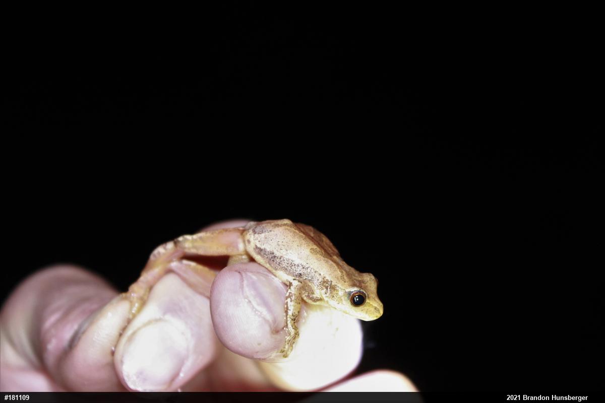 Spring Peeper