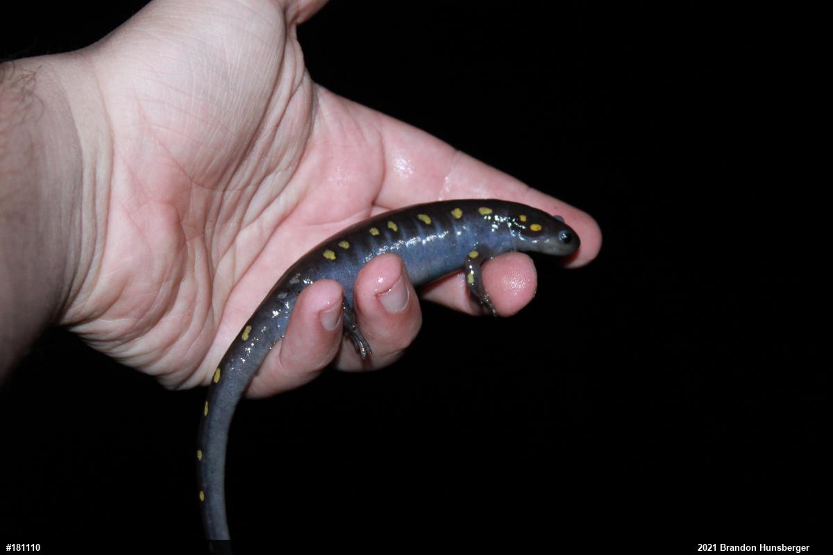 Spotted Salamander