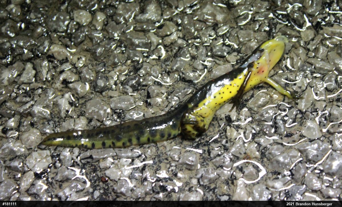 Red-spotted Newt