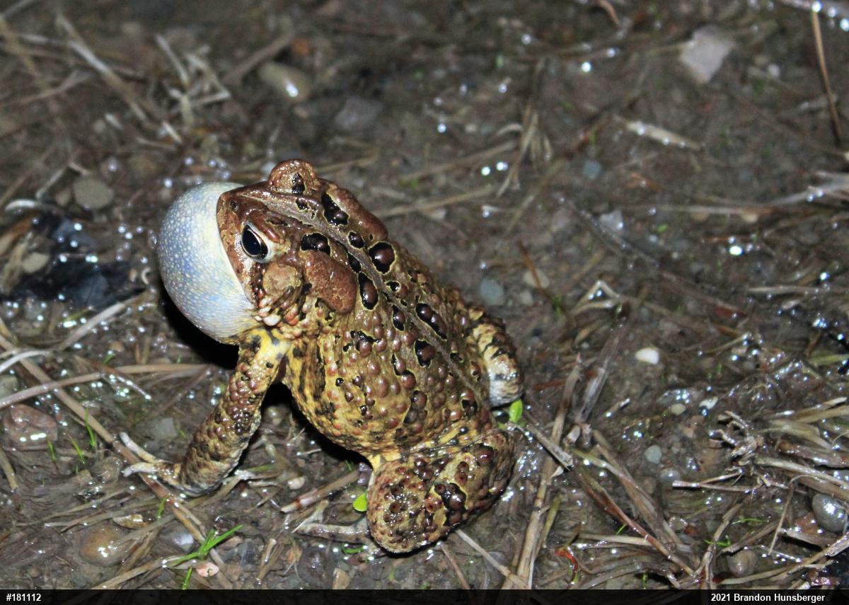 Eastern American Toad