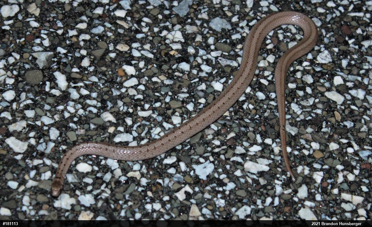 Dekay's Brownsnake