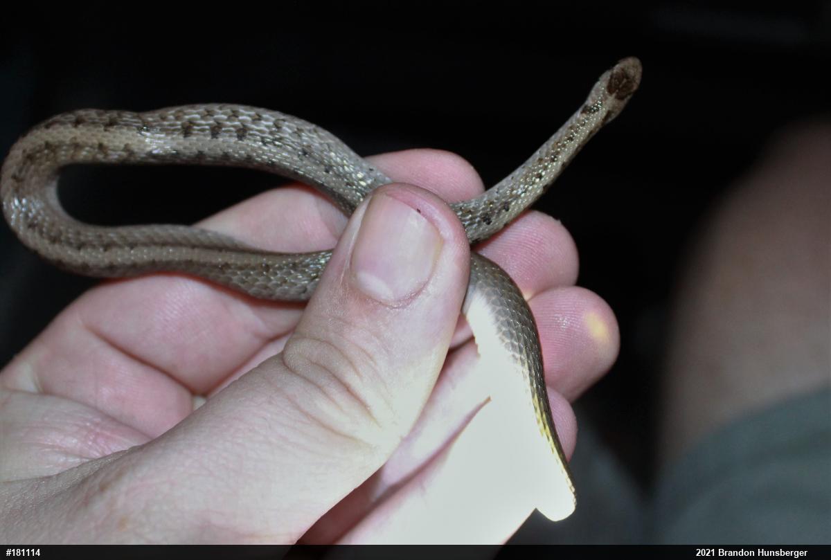 Dekay's Brownsnake