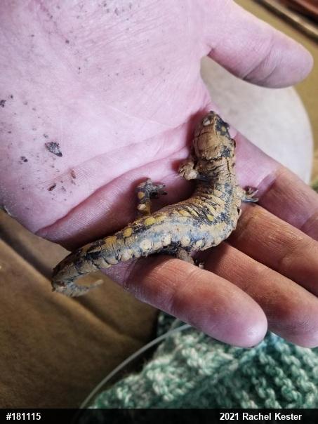 Spotted Salamander