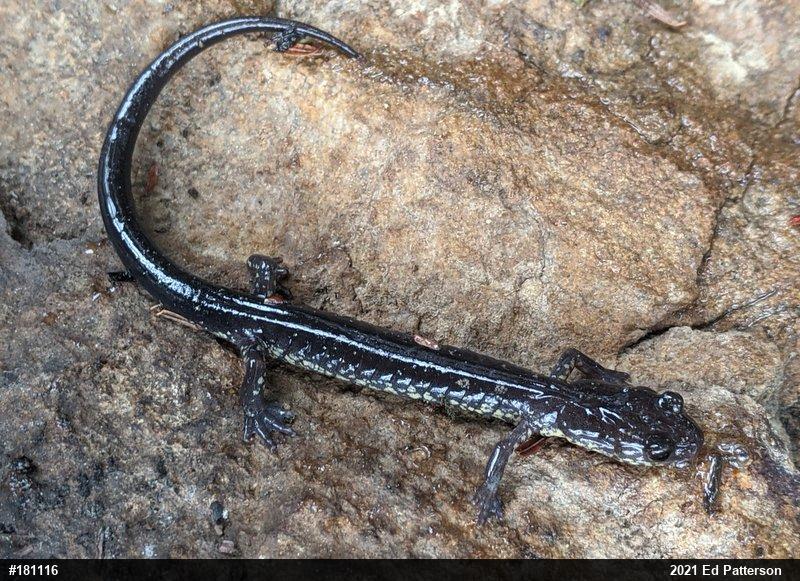 Wehrle's Salamander