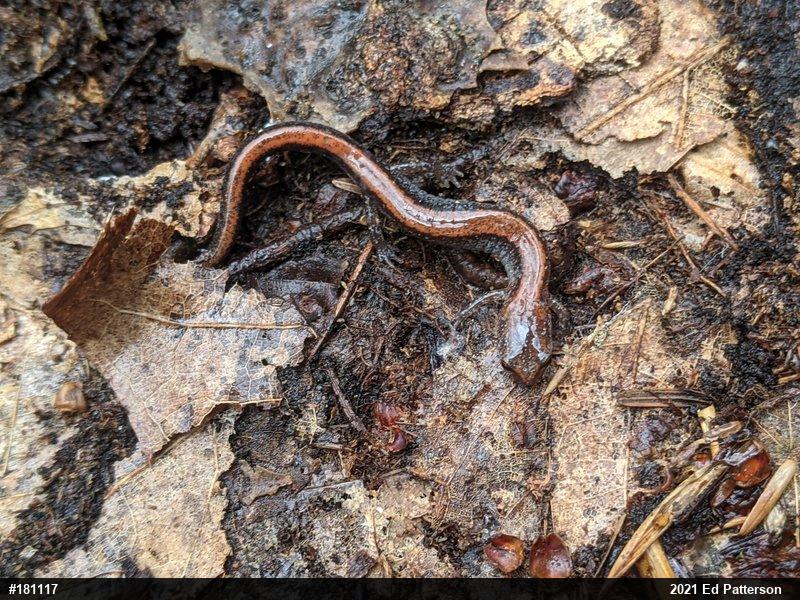 Eastern Red-backed  Salamander