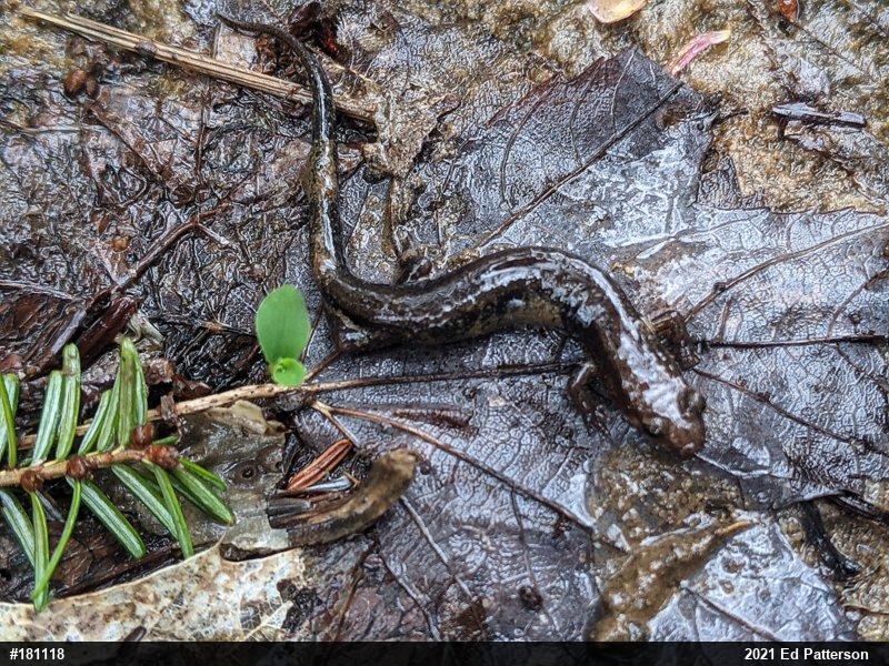 Allegheny Mountain Dusky Salamander
