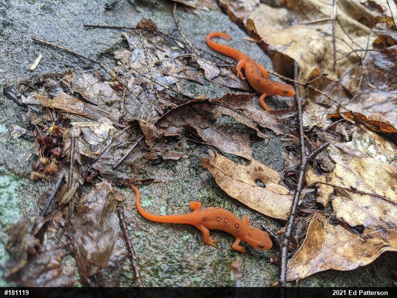 Red-spotted Newt