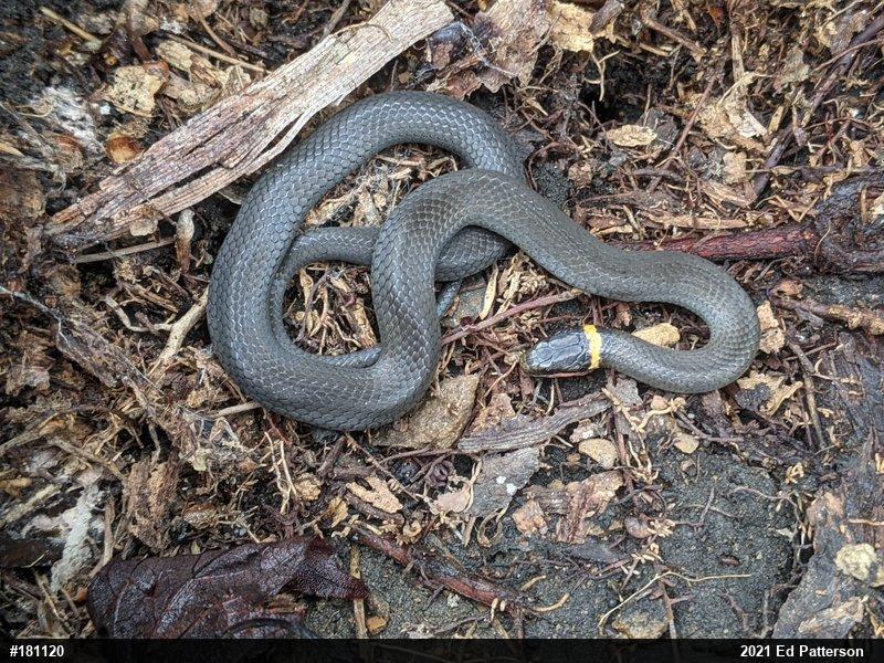 Northern Ring-necked Snake