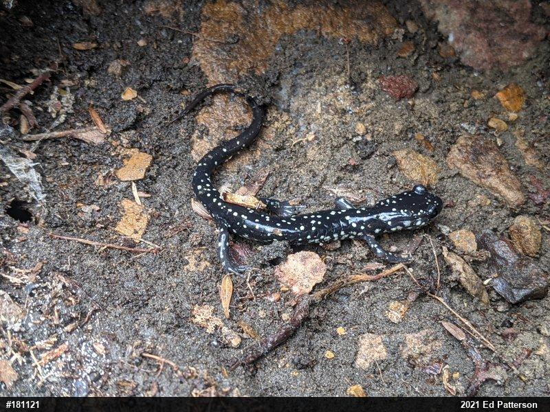 Northern Slimy Salamander