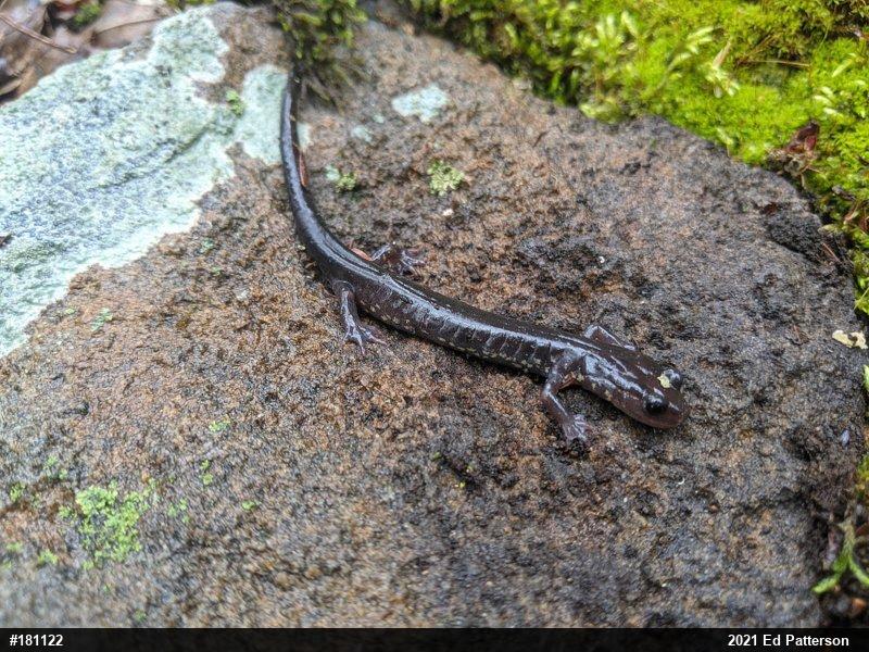 Wehrle's Salamander