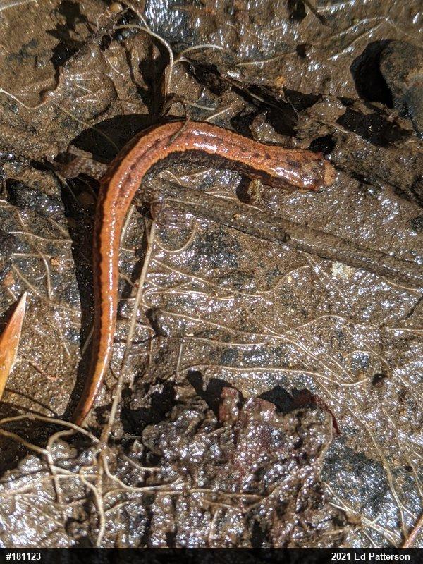 Allegheny Mountain Dusky Salamander