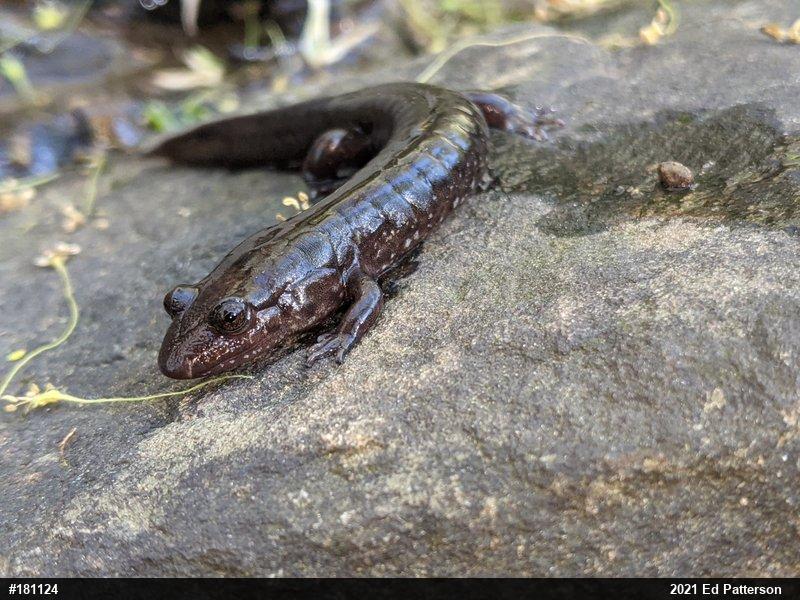 Seal Salamander