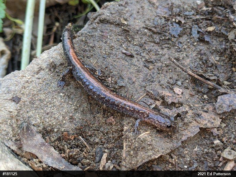 Eastern Red-backed  Salamander