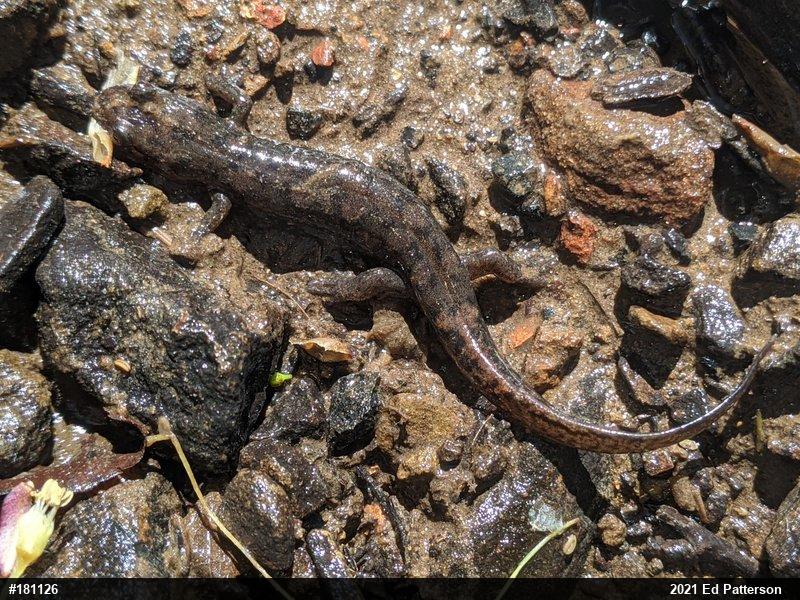 Seal Salamander