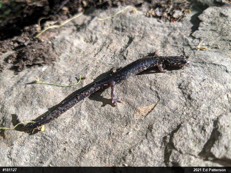 Wehrle's Salamander