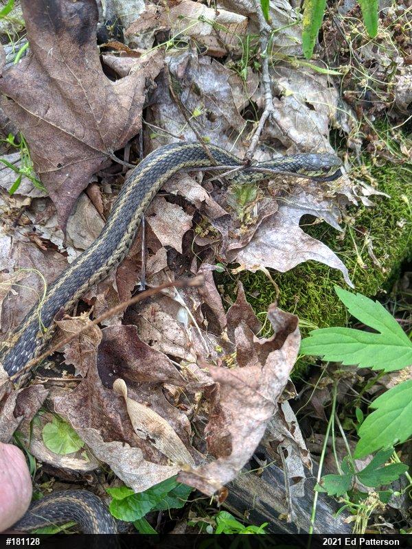 Eastern Gartersnake
