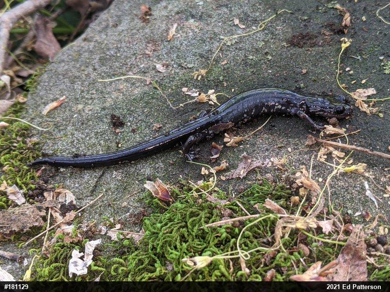 Wehrle's Salamander