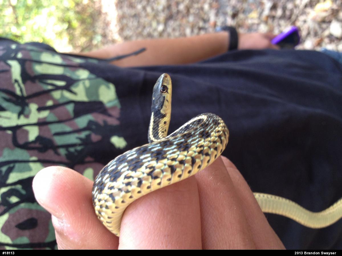 Eastern Gartersnake
