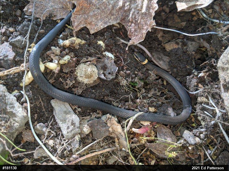 Northern Ring-necked Snake