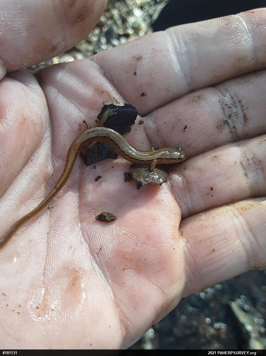 Northern Two-lined Salamander