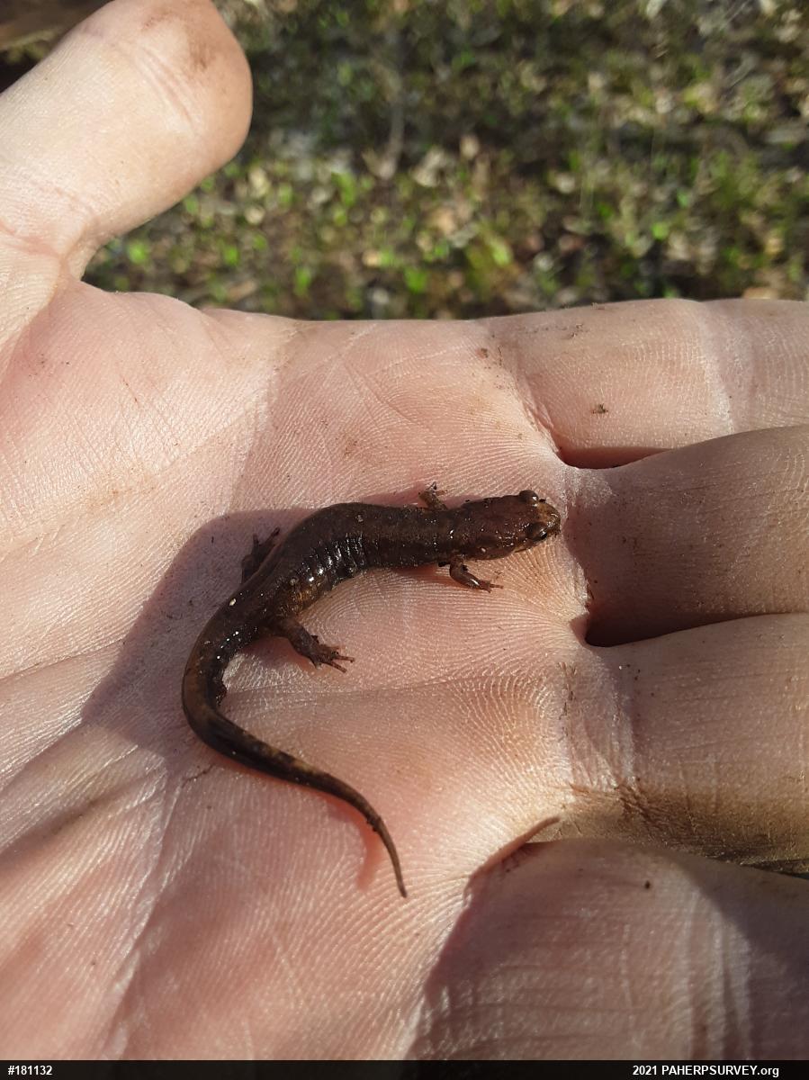 Allegheny Mountain Dusky Salamander