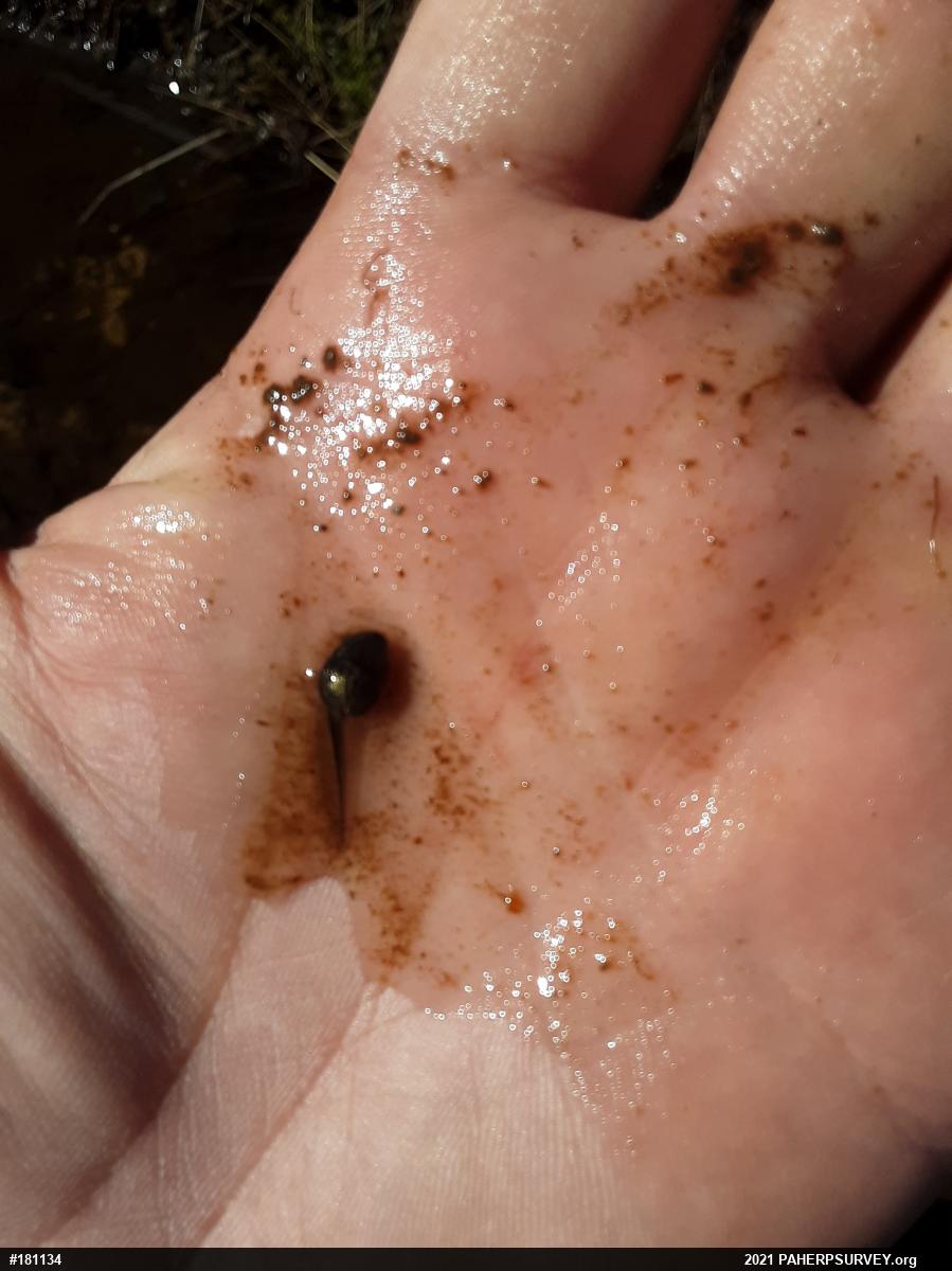 Wood Frog