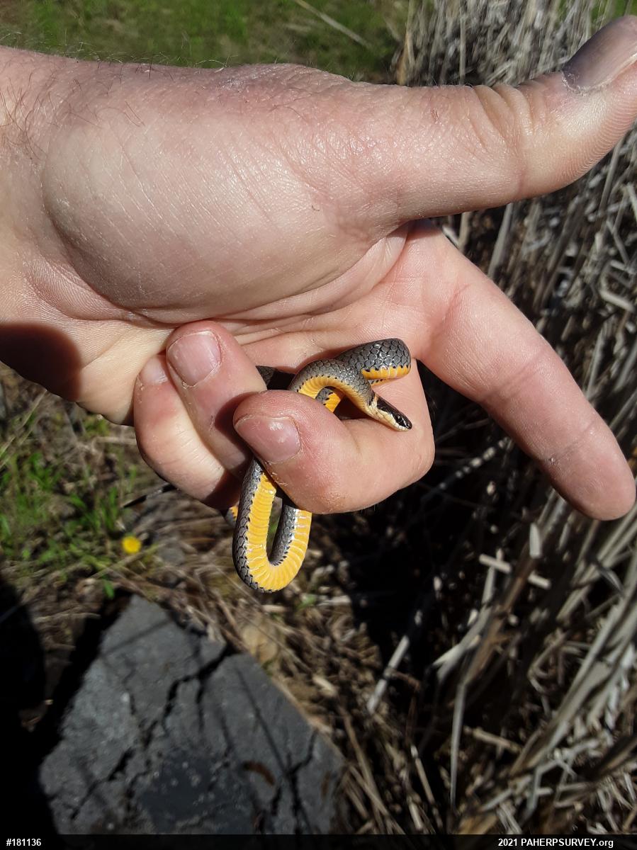 Northern Ring-necked Snake