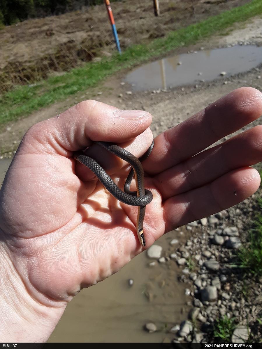 Northern Ring-necked Snake