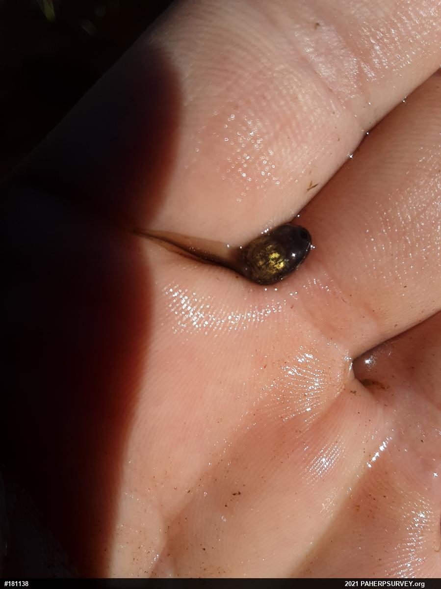 Wood Frog