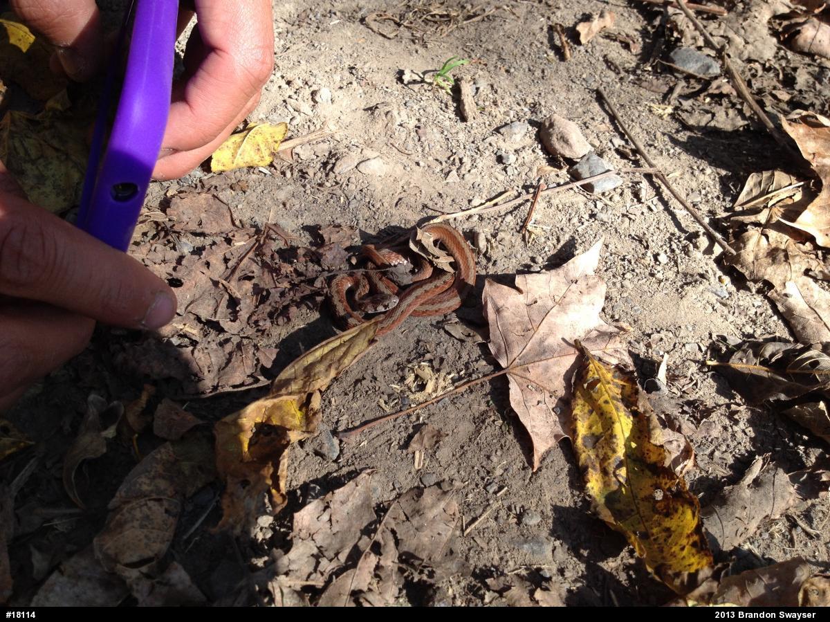 Dekay's Brownsnake
