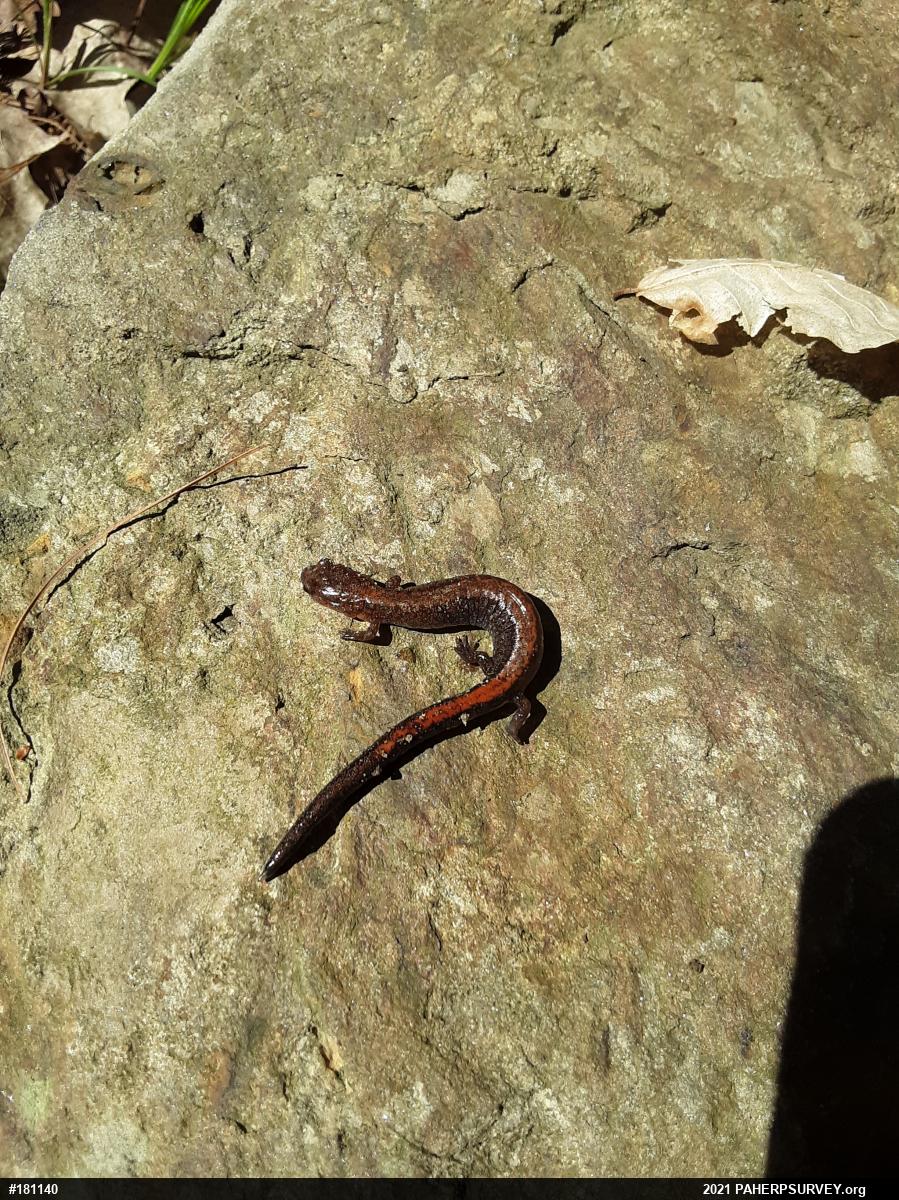 Eastern Red-backed  Salamander