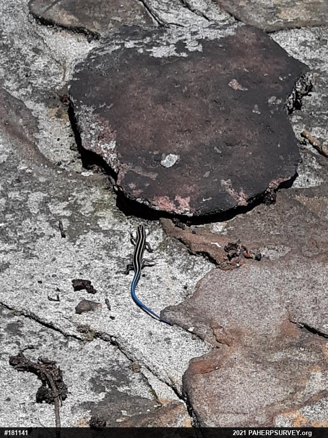 Common Five-lined Skink