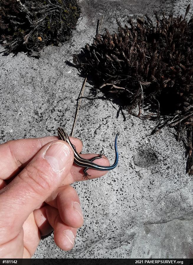 Common Five-lined Skink