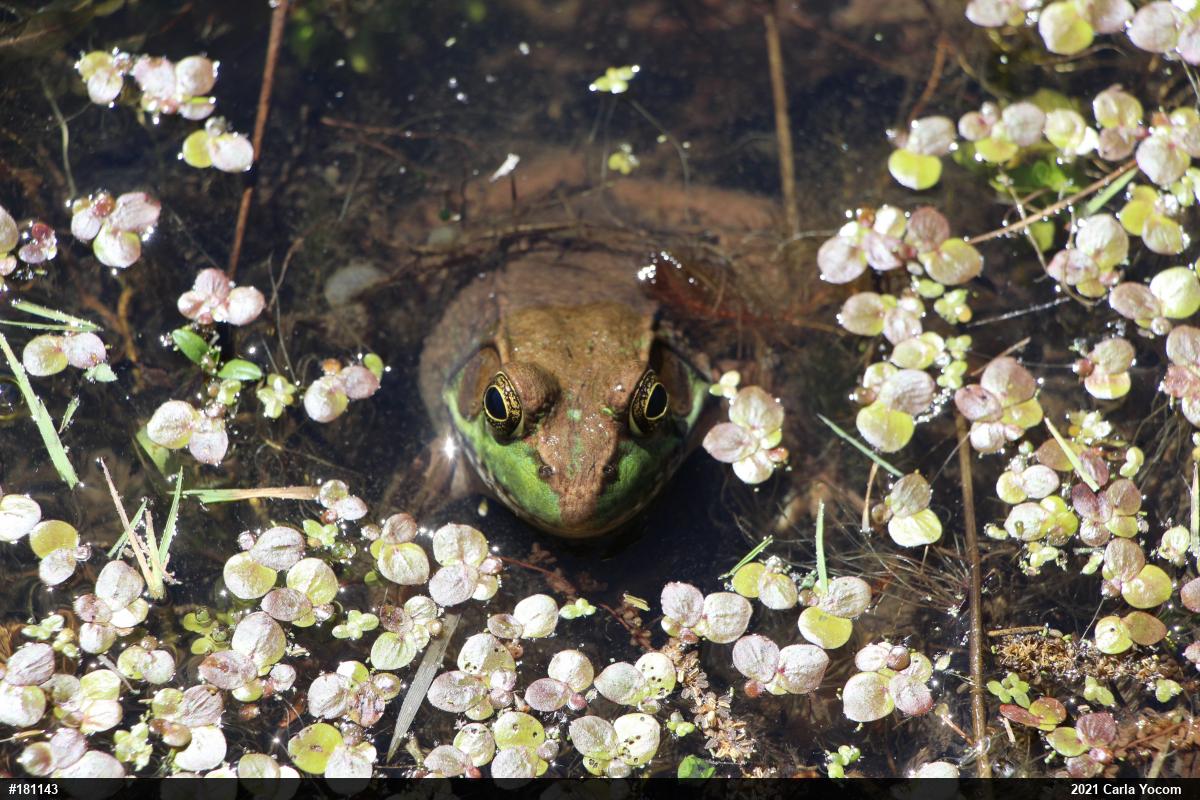 Green Frog